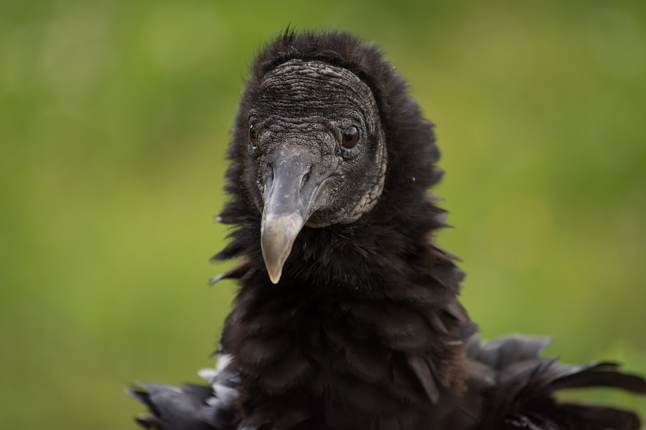 vulture raptor bird of prey free photo