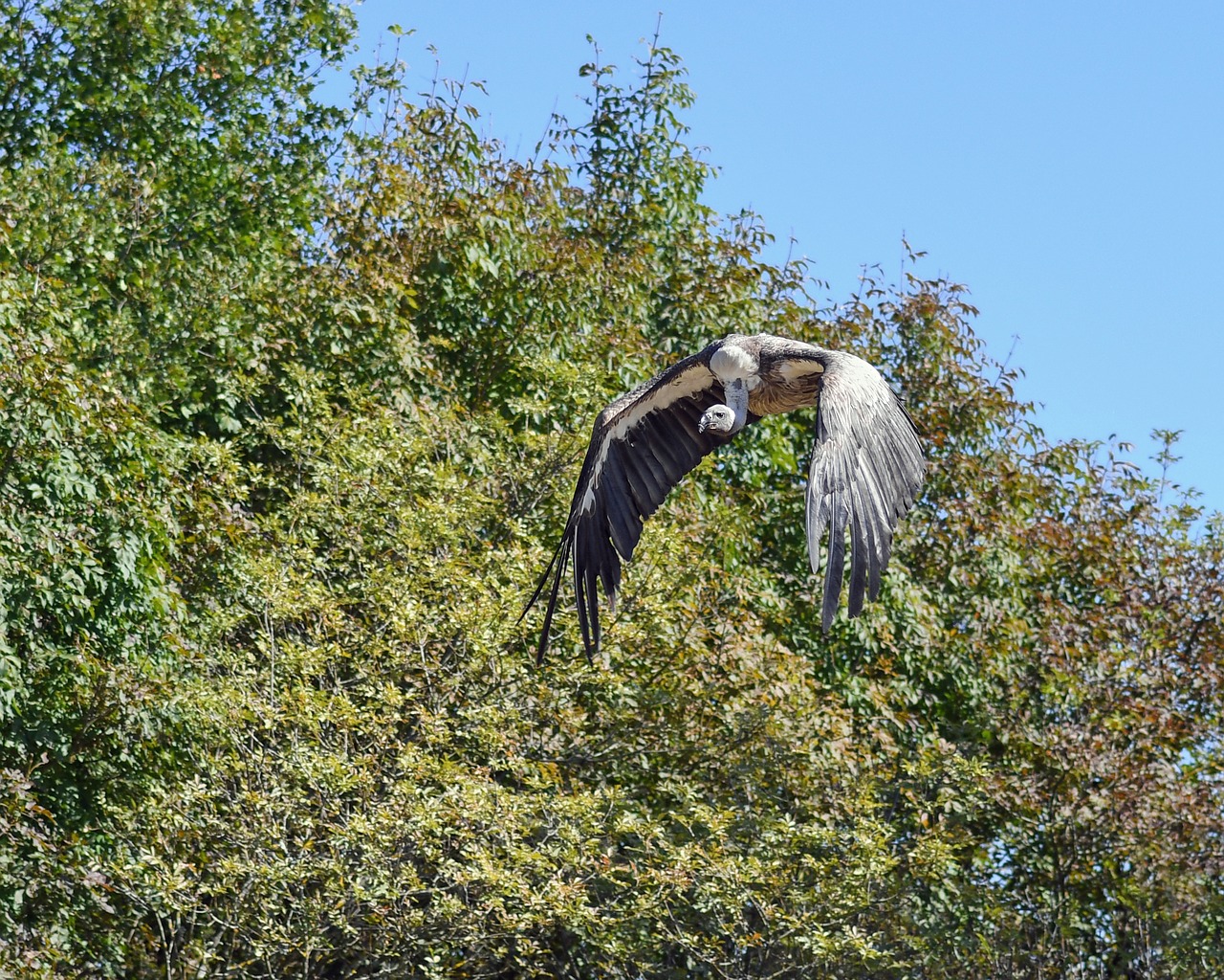 vulture fly raptor free photo