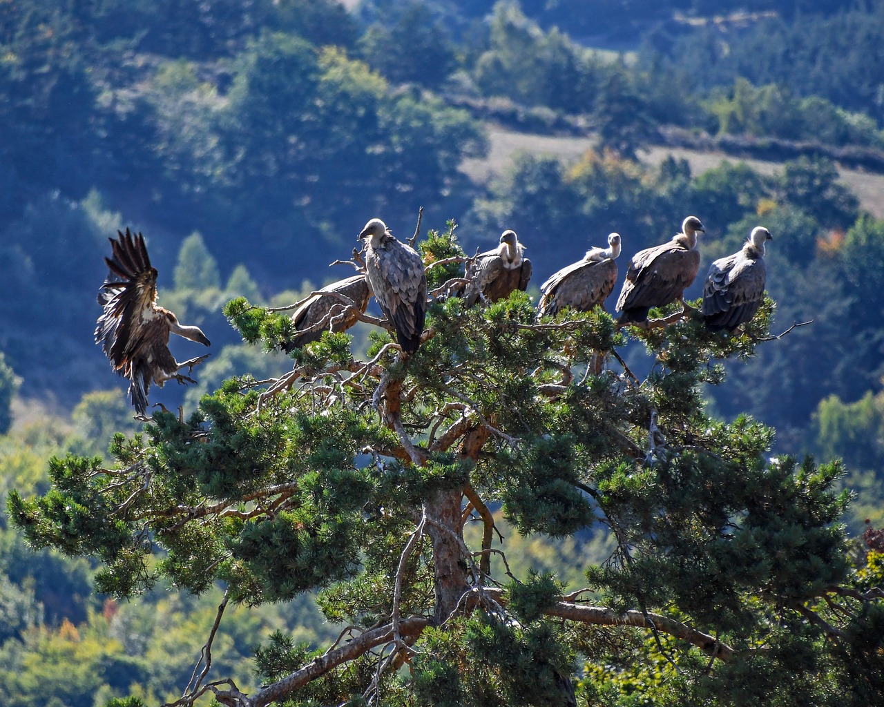 vulture tree raptor free photo
