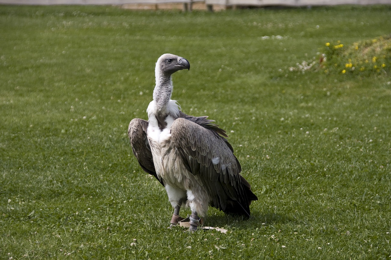 vulture bird raptor free photo