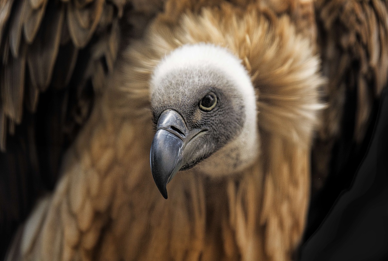 vulture africa bird free photo