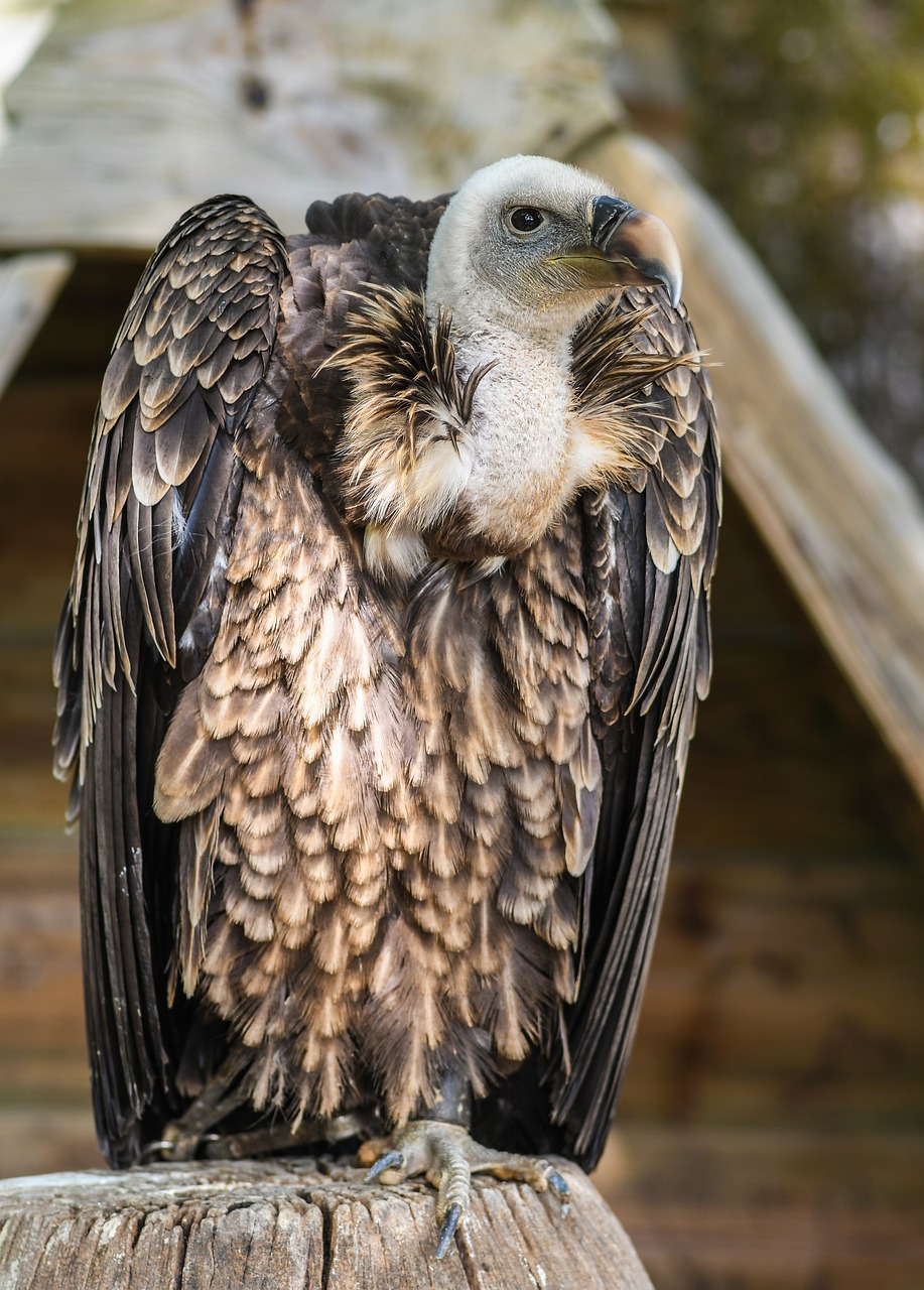 vulture tawny raptor free photo