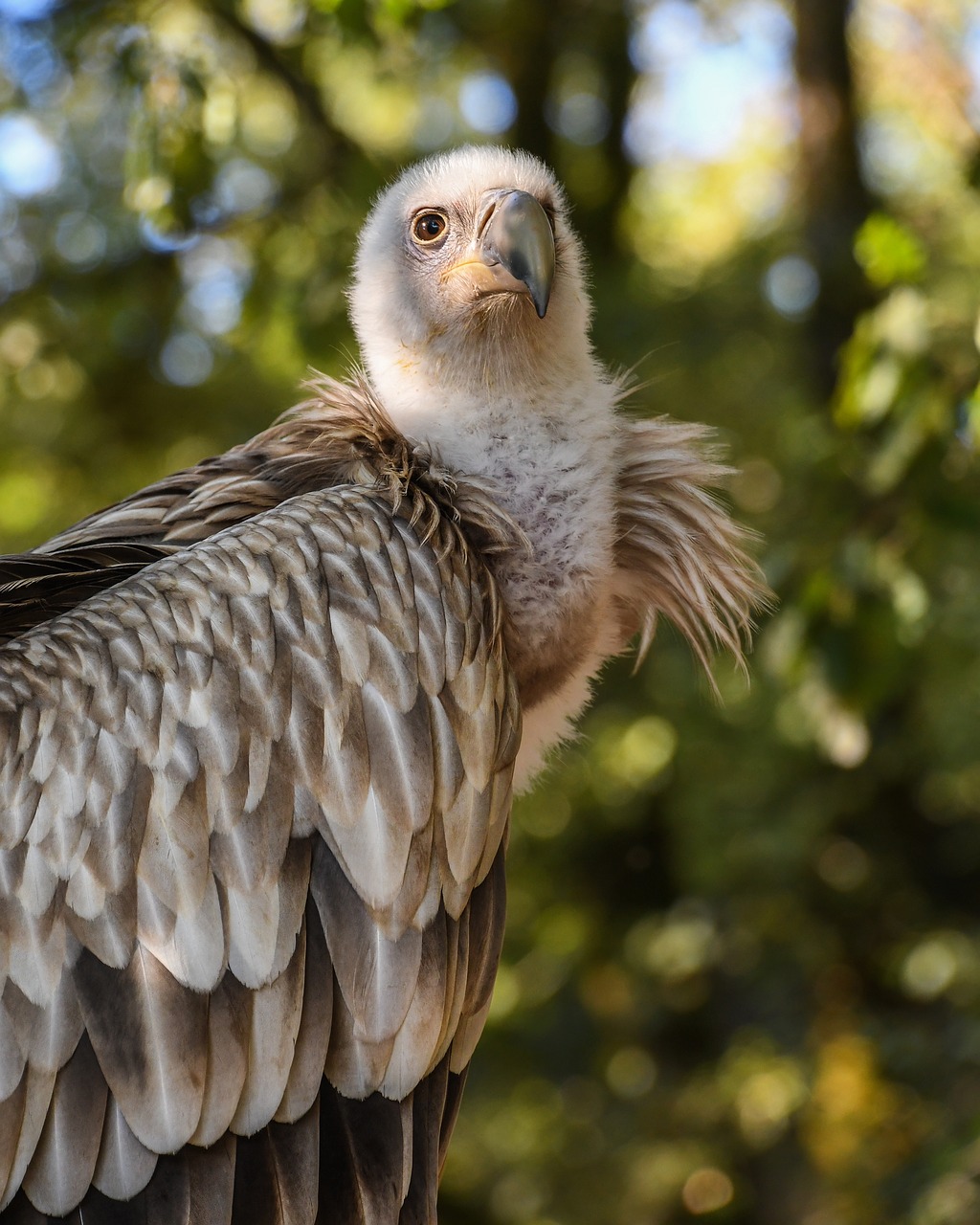 vulture tawny raptor free photo