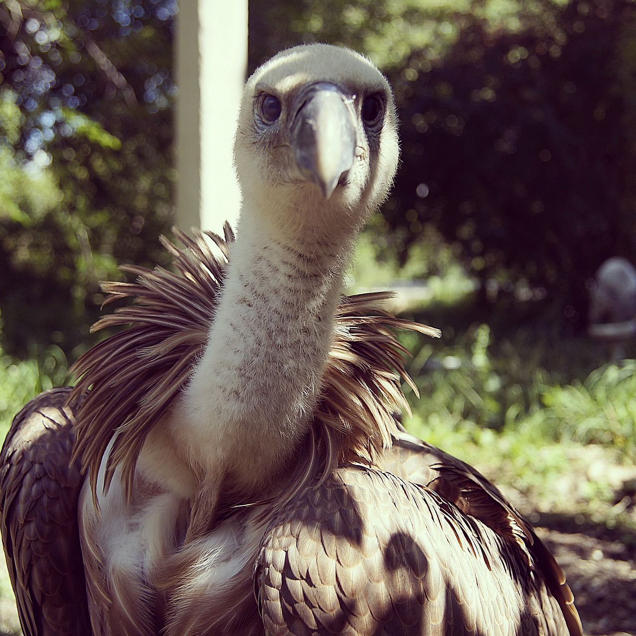 vulture bird scavenger free photo