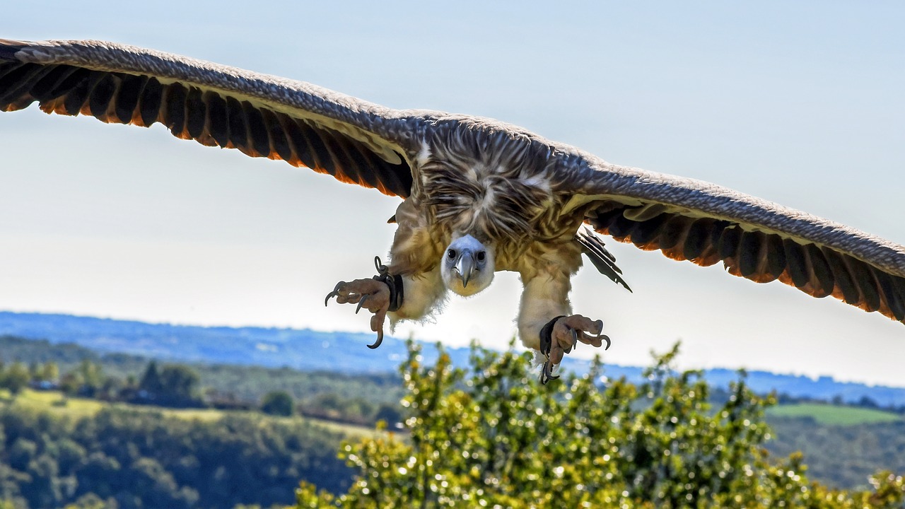 vulture flight landing free photo