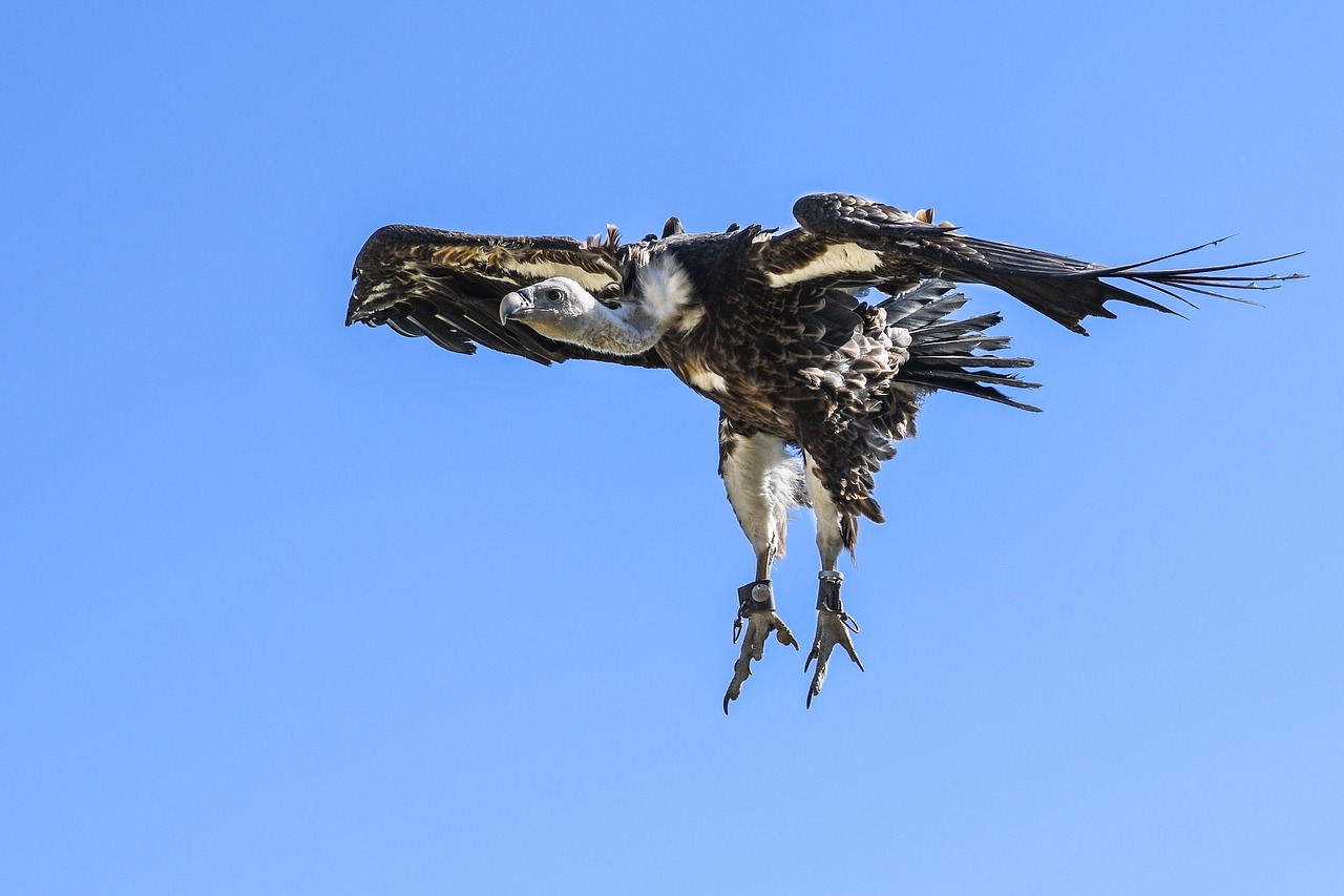 vulture flight landing free photo