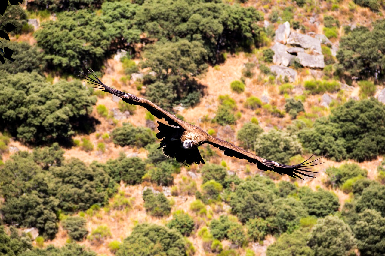 vulture nature birds free photo