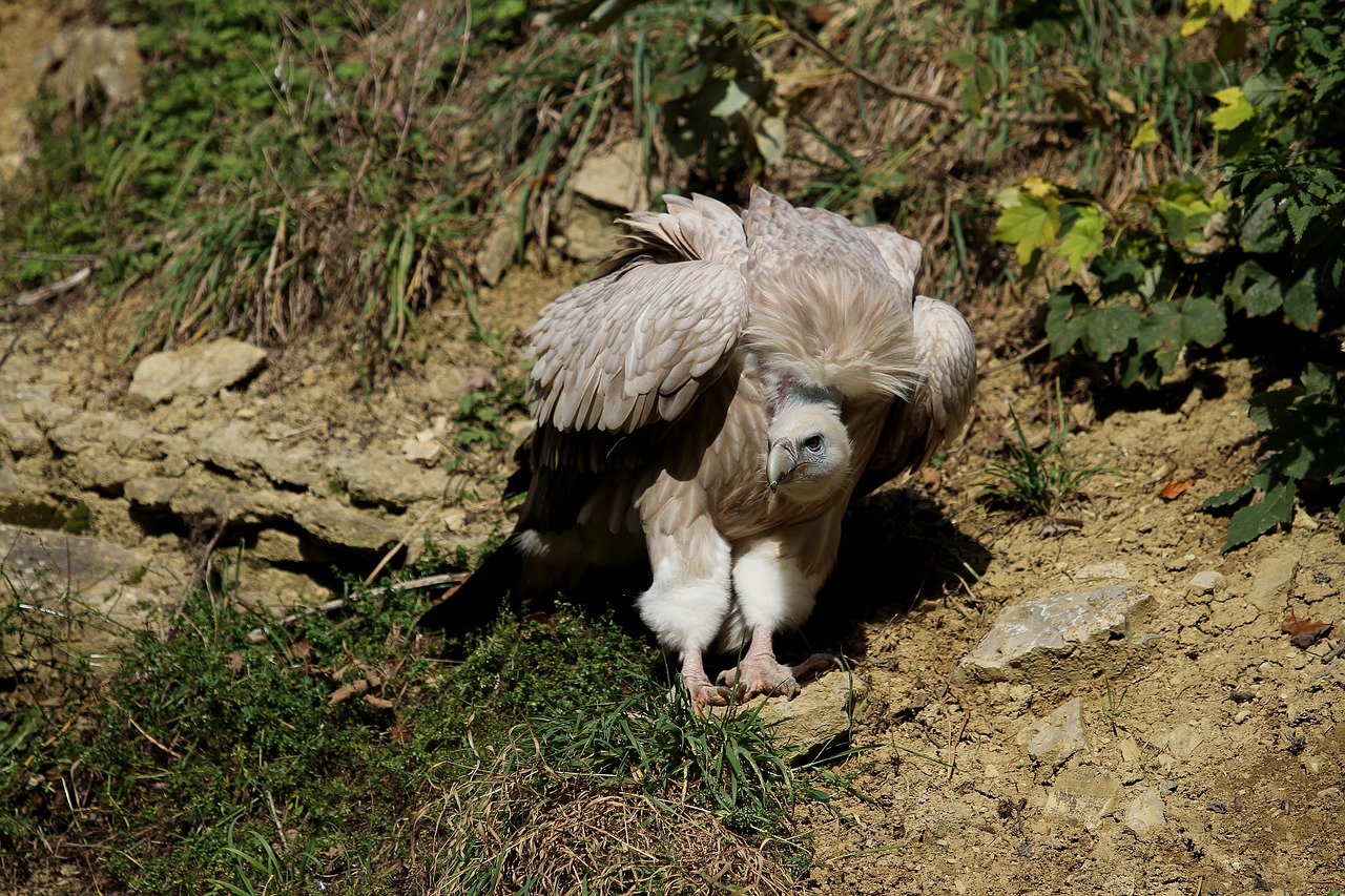 vulture griffon vulture scavengers free photo