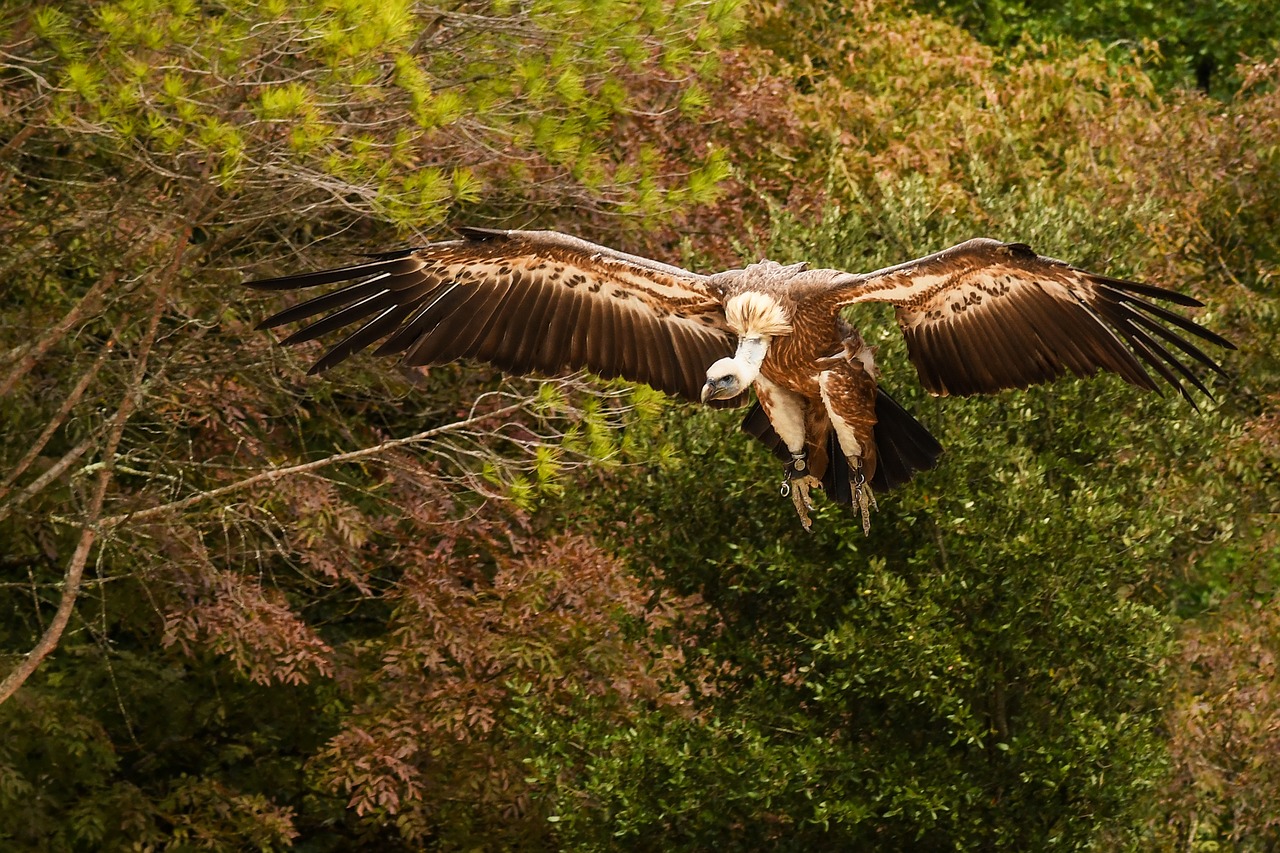 vulture flight foliage free photo