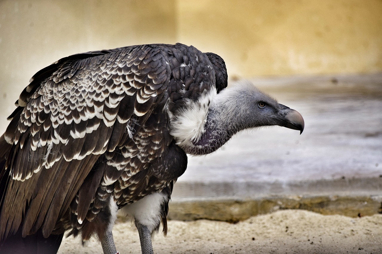 vulture bird raptor free photo