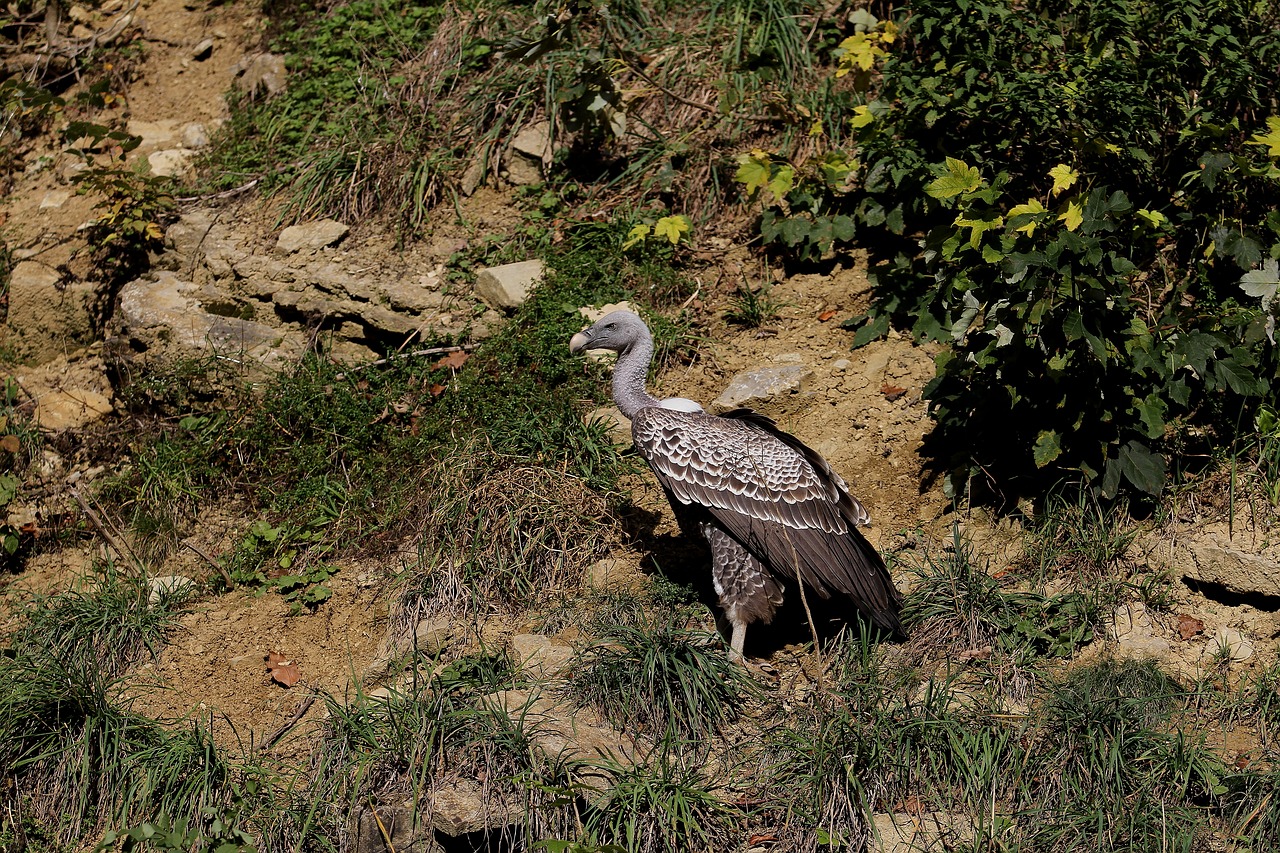 vulture sperber vulture raptor free photo