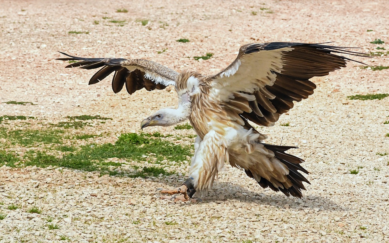 vulture landing raptor free photo