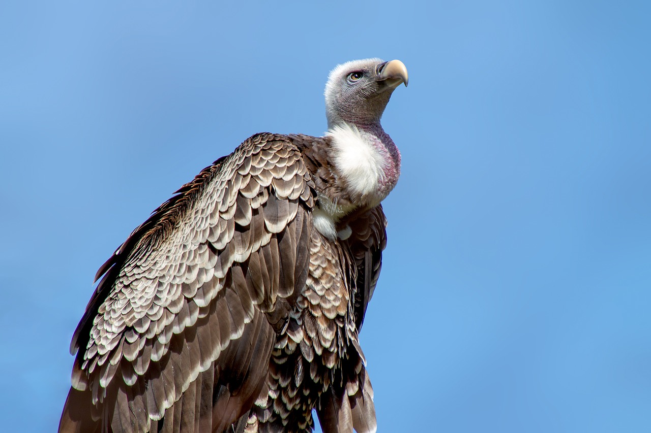 vulture  bird  animal world free photo