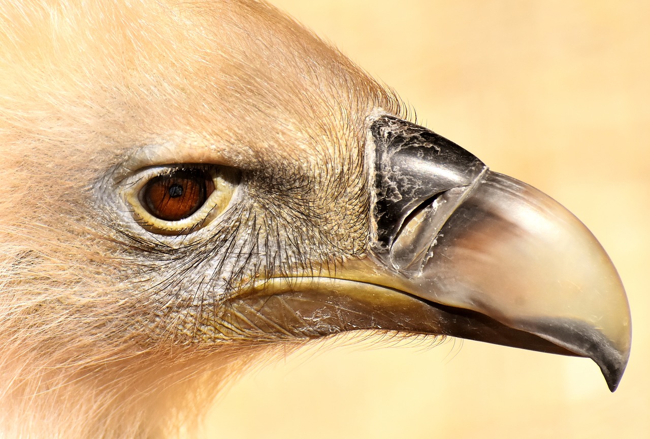 vulture  bird  bird of prey free photo