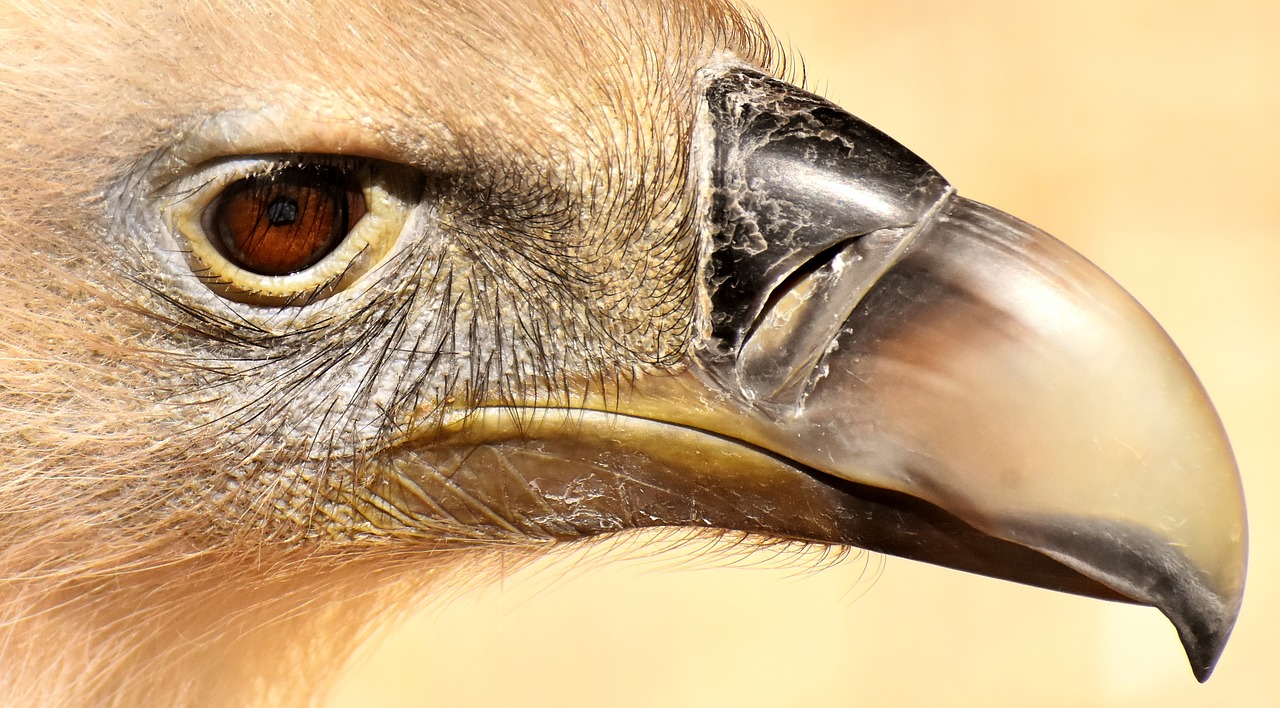 vulture  bird  bird of prey free photo