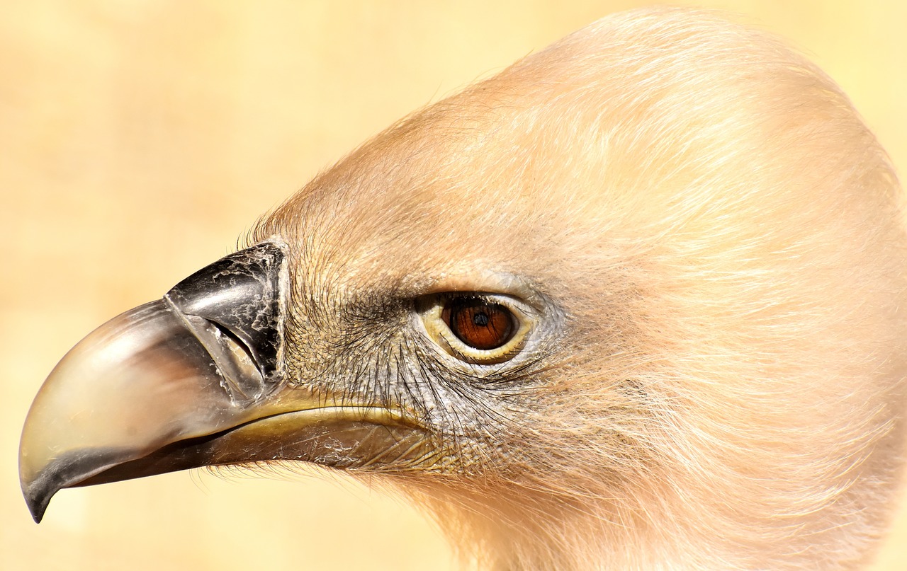 vulture  bird  bird of prey free photo