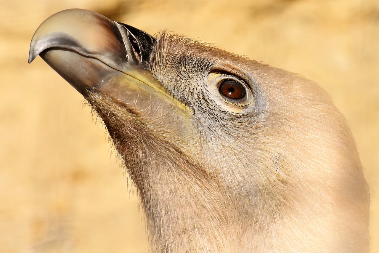 vulture  bird  bird of prey free photo