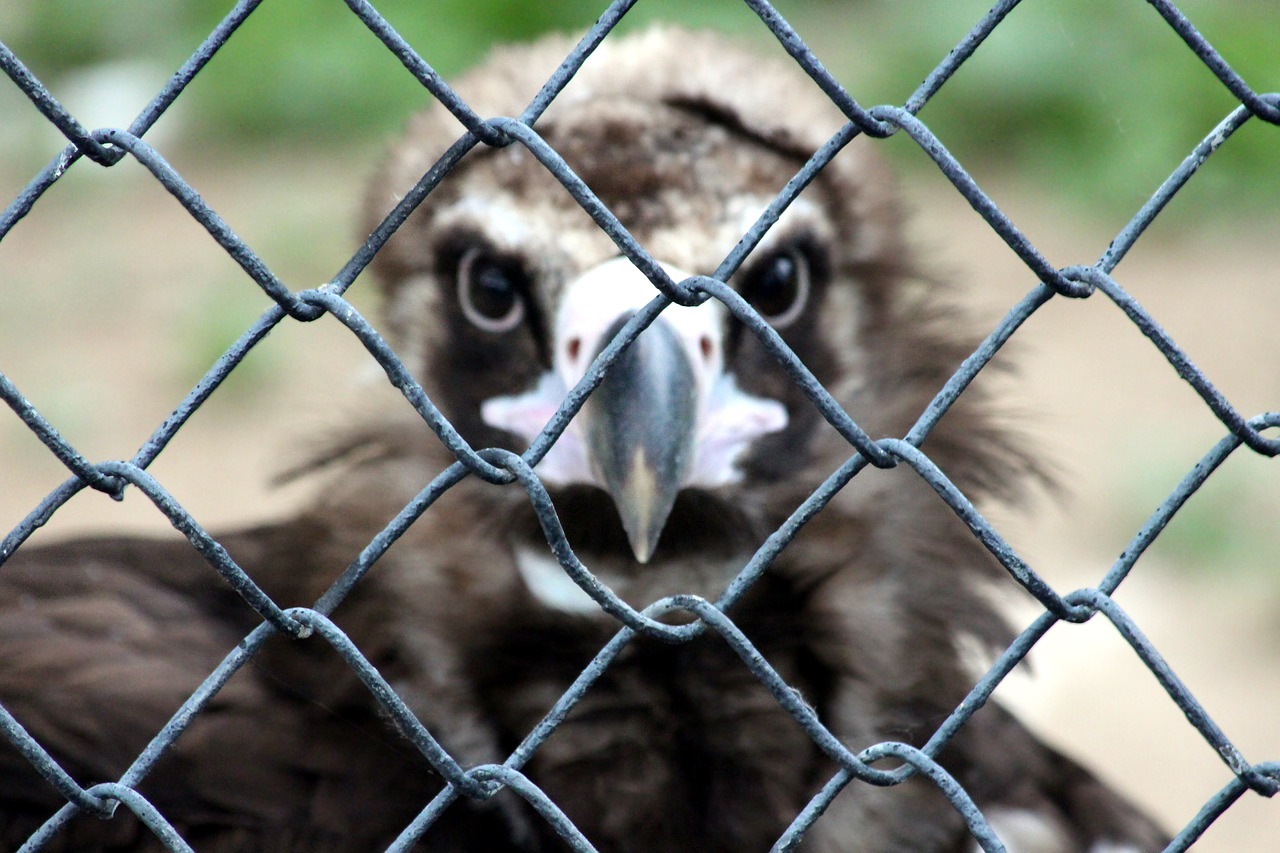 vulture  black vulture  aegypius monachus free photo