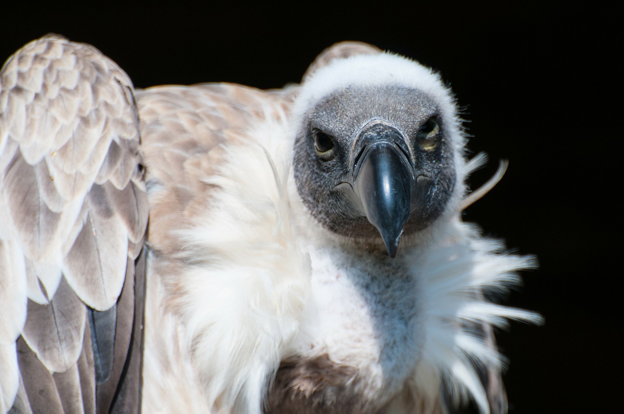 vulture wilfreigehege hellenthal free photo
