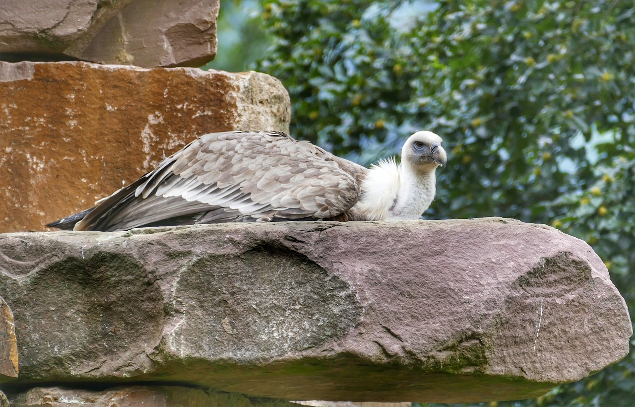 vulture  bird  scavengers free photo