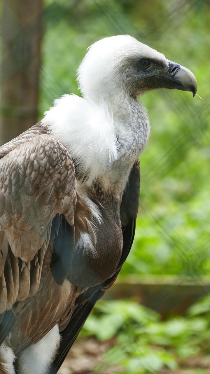 vulture  bird  scavengers free photo