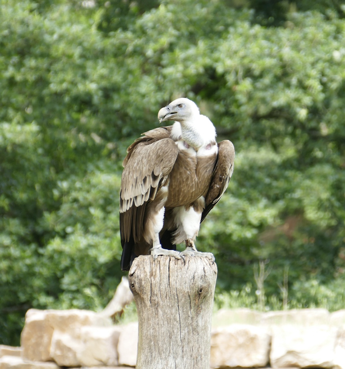 vulture  birds  scavengers free photo