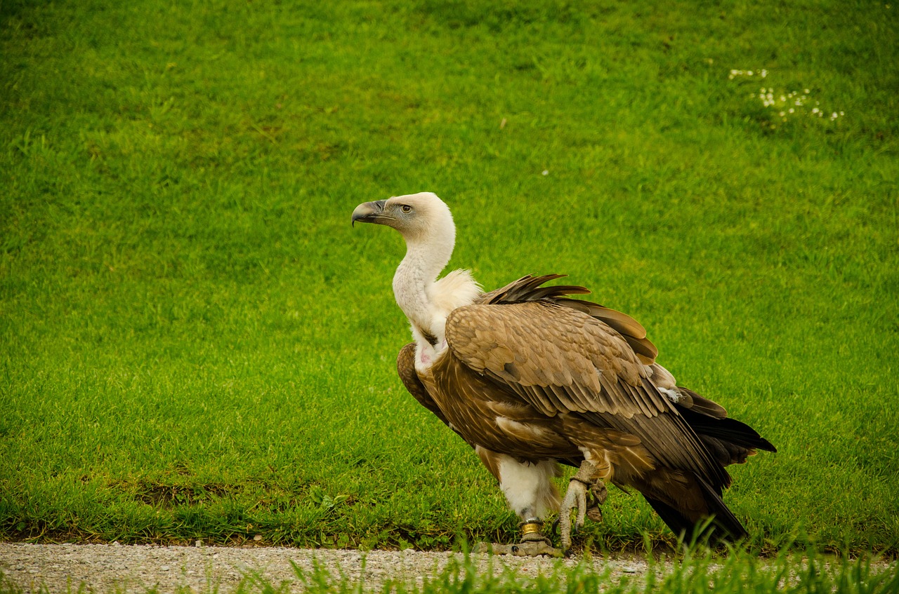 vulture bird scavengers free photo