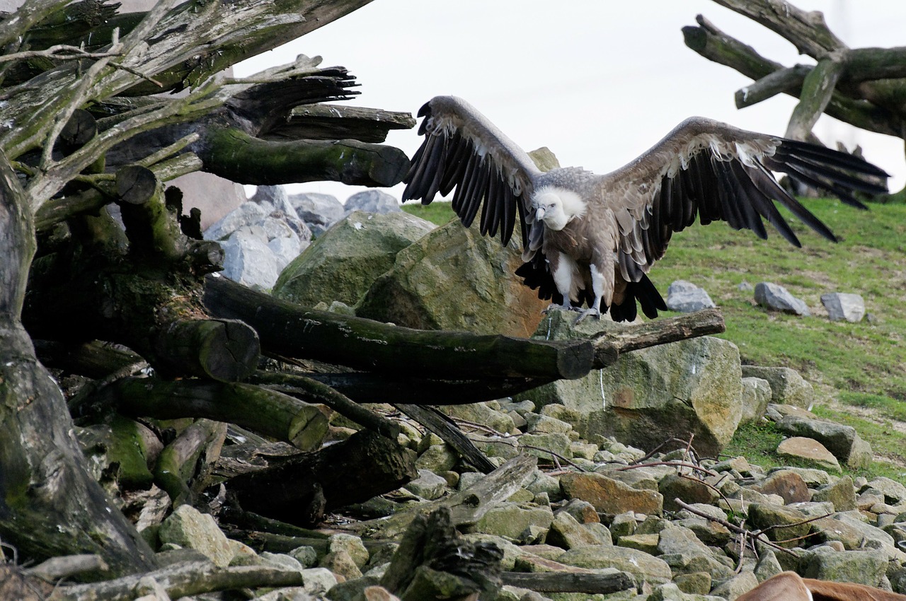 vulture griffon vulture scavengers free photo