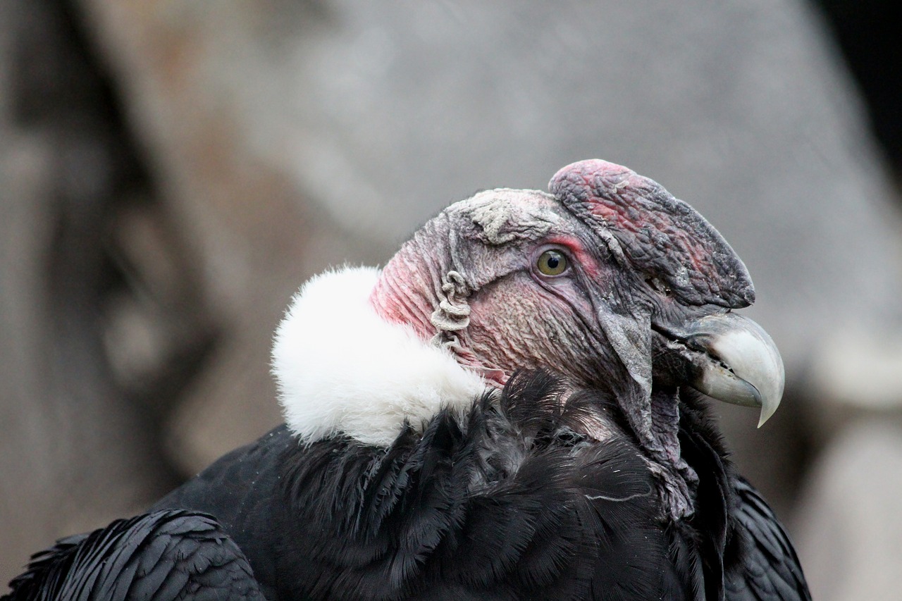 vulture  condor  bird of prey free photo