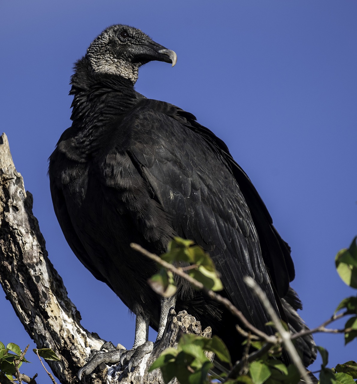 vulture  bird of prey  carrion feeder free photo