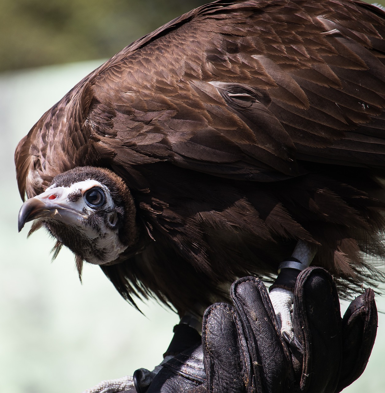 vulture  raptor  bird free photo