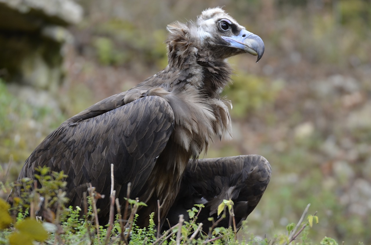 vulture  bird  scavengers free photo