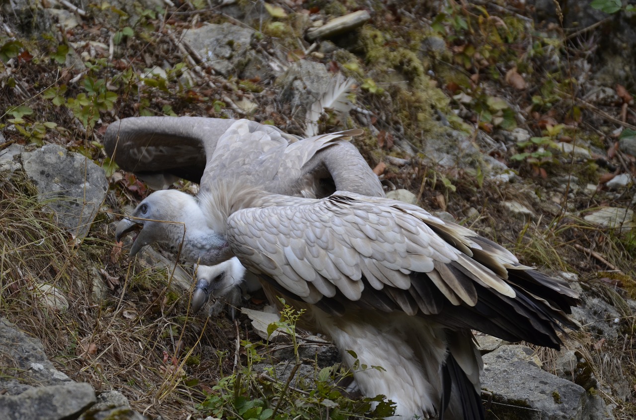 vulture  bird  scavengers free photo