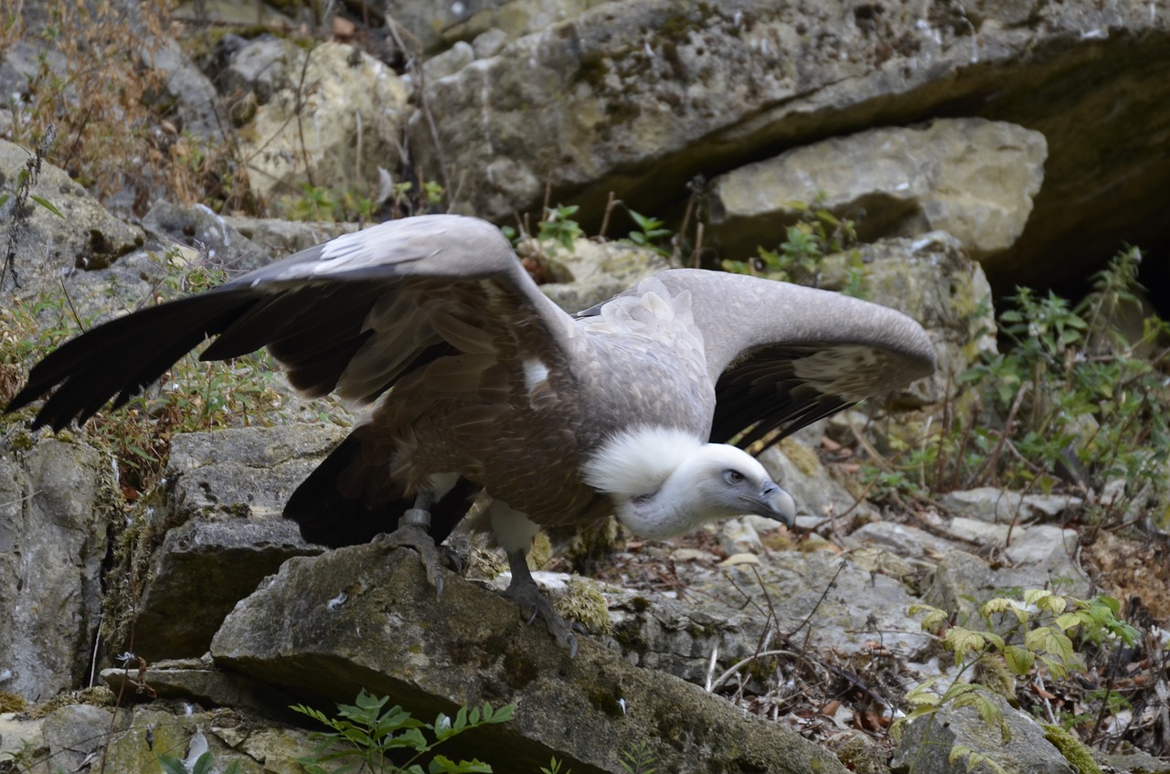 vulture  bird  scavengers free photo