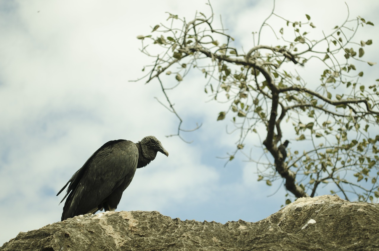 vulture  bird  paige free photo