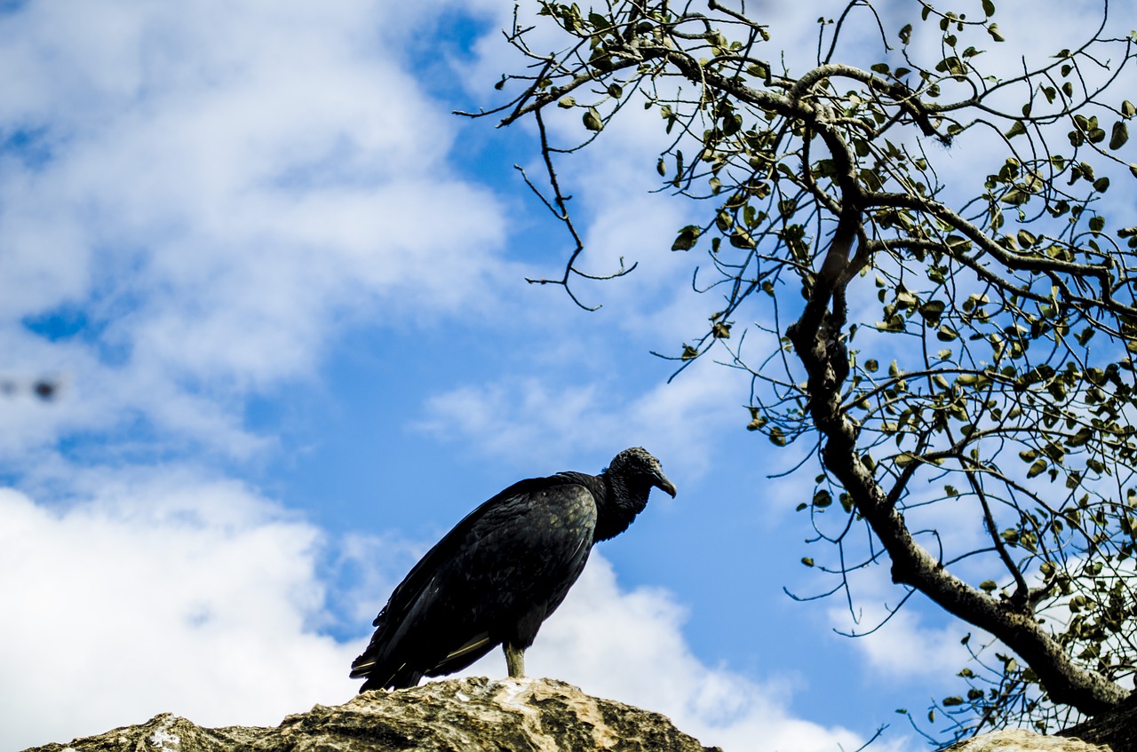 vulture  bird  paige free photo