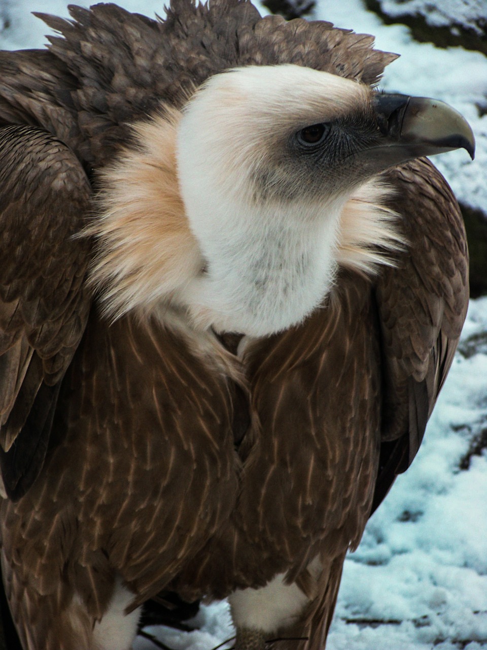 vulture griffon vulture bird of prey free photo