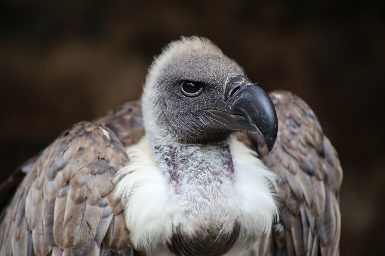 vulture  bird of prey  scavengers free photo