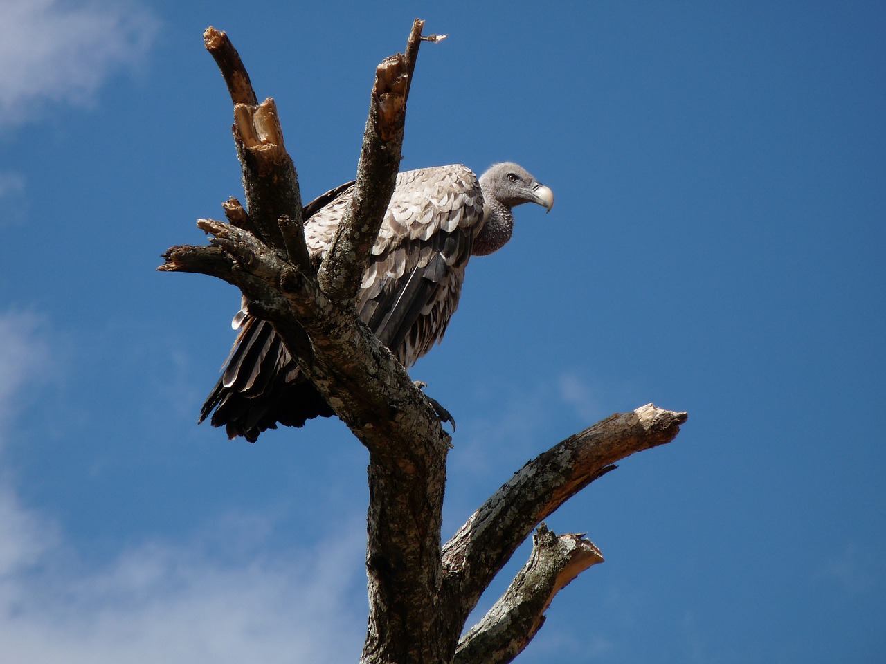 vulture  africa  animal world free photo