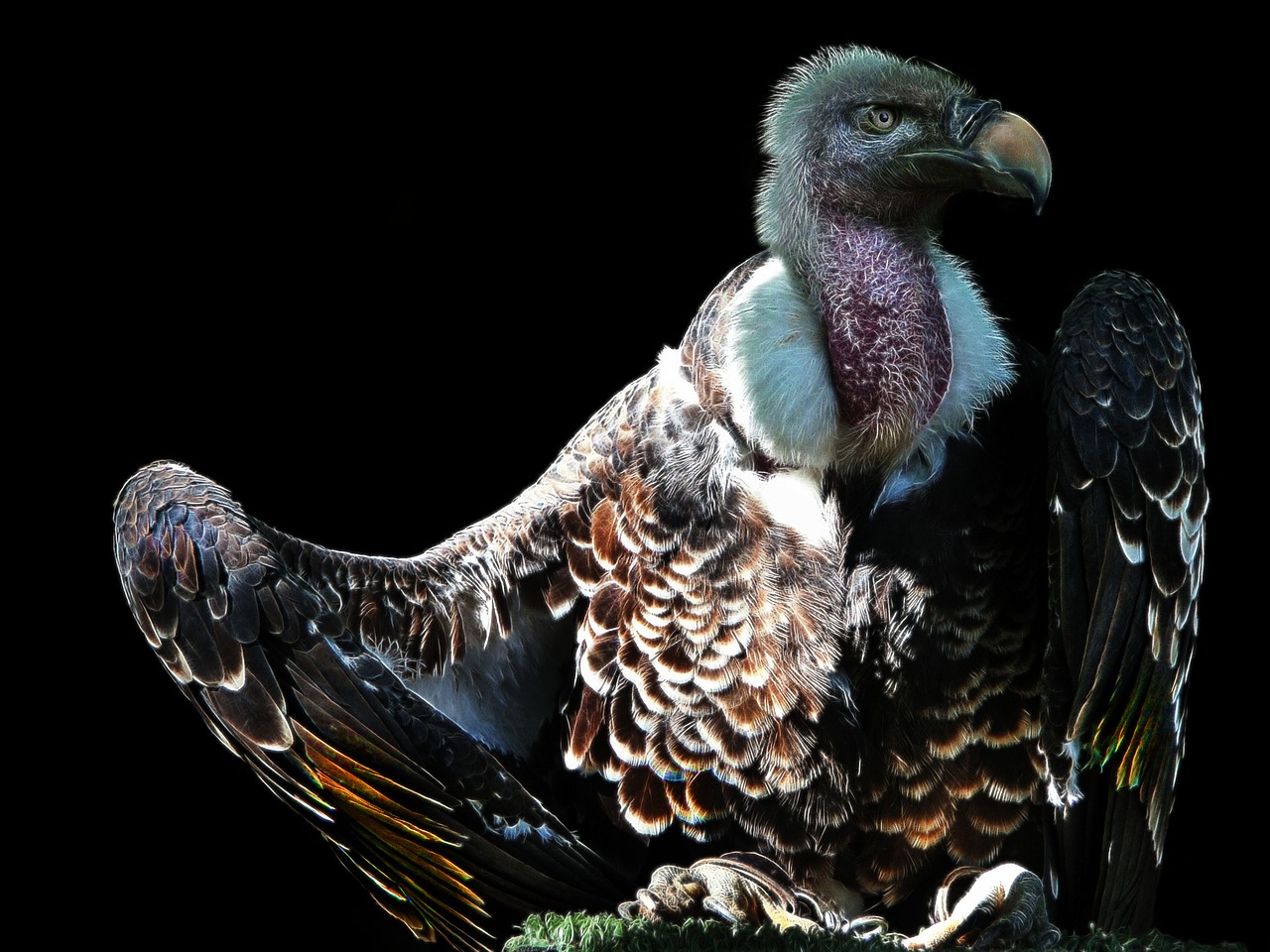 vulture  fractalius  bird free photo