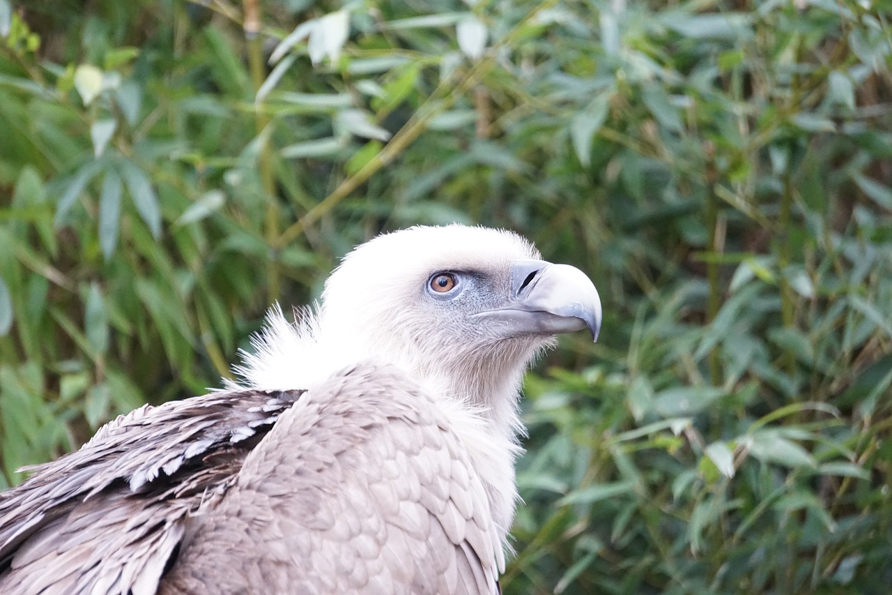 vulture  bird  nature free photo