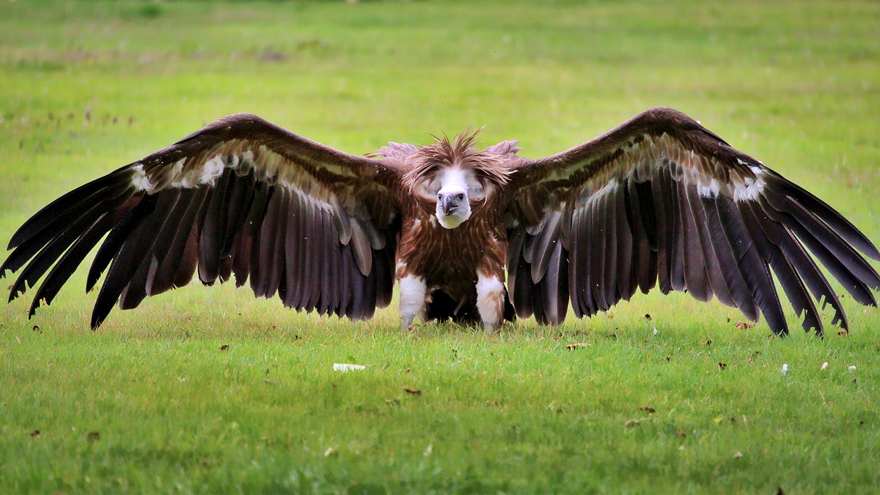 vulture  bird  animal free photo