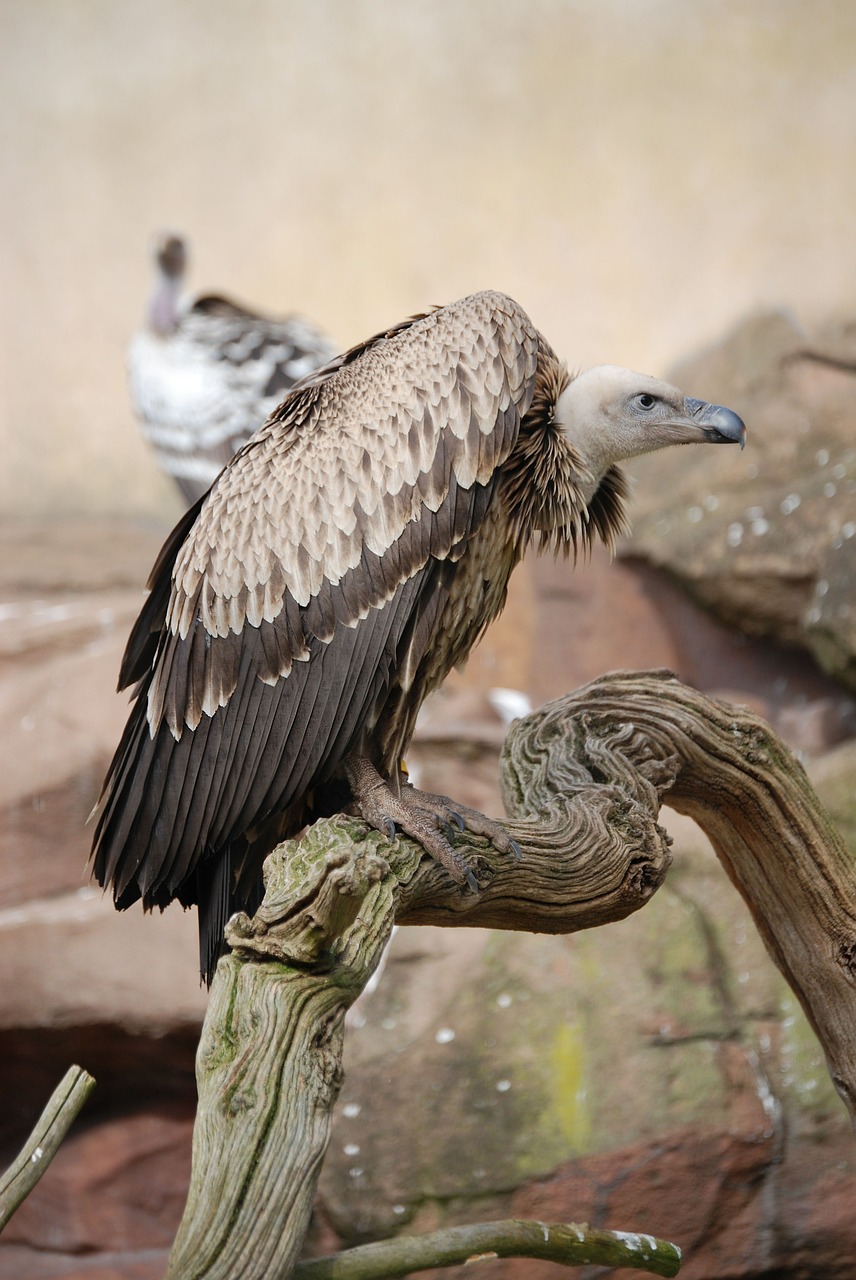 vulture griffon vulture scavenger free photo