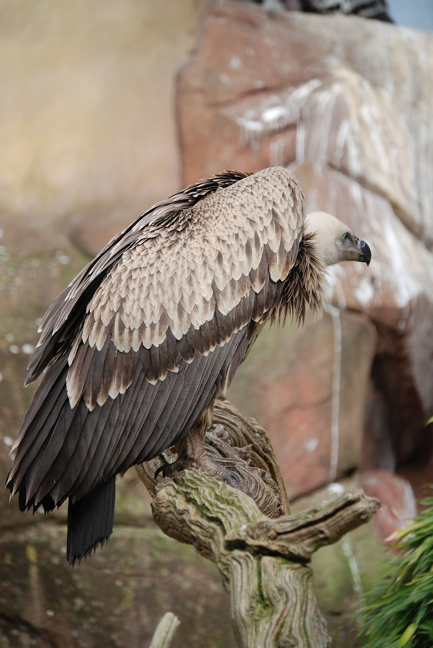 vulture griffon vulture scavenger free photo