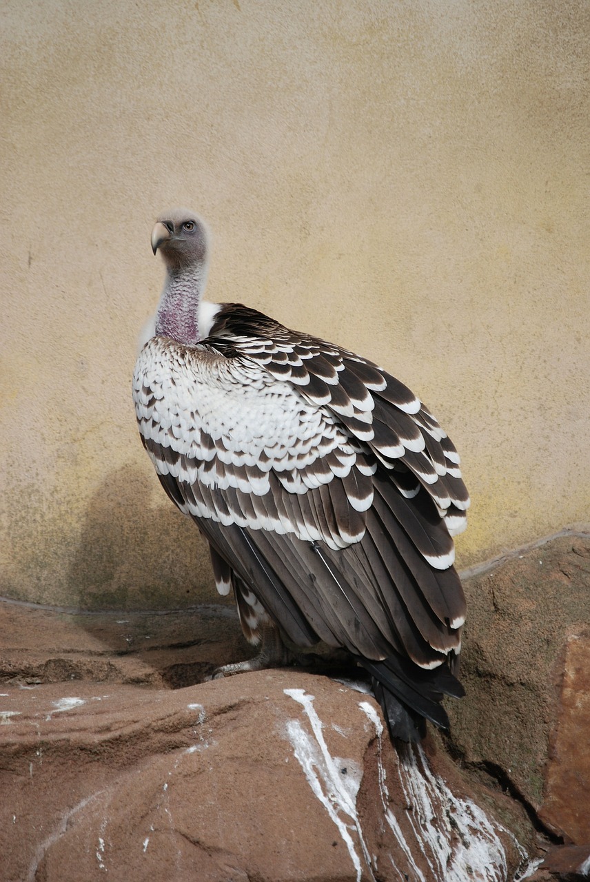 vulture scavenger beak free photo