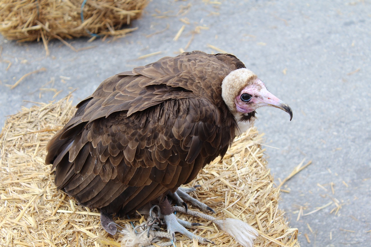 vulture  bird  raptor free photo