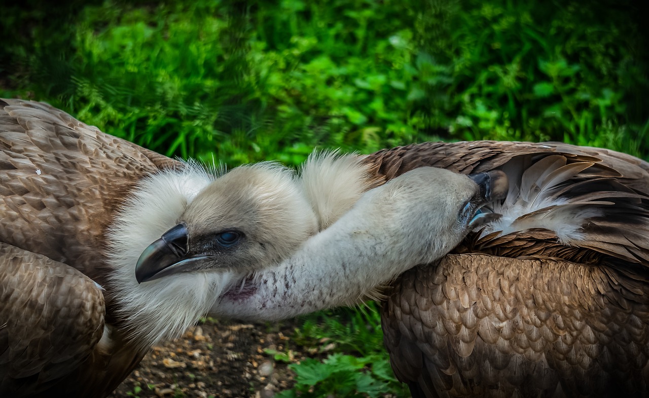 vulture  bird  animal free photo