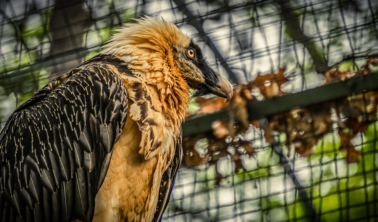 vulture  bird  feather free photo