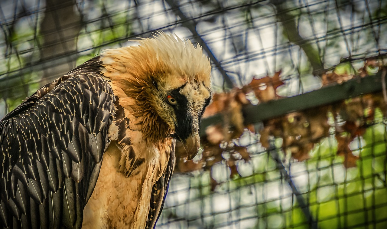 vulture  bird  feather free photo