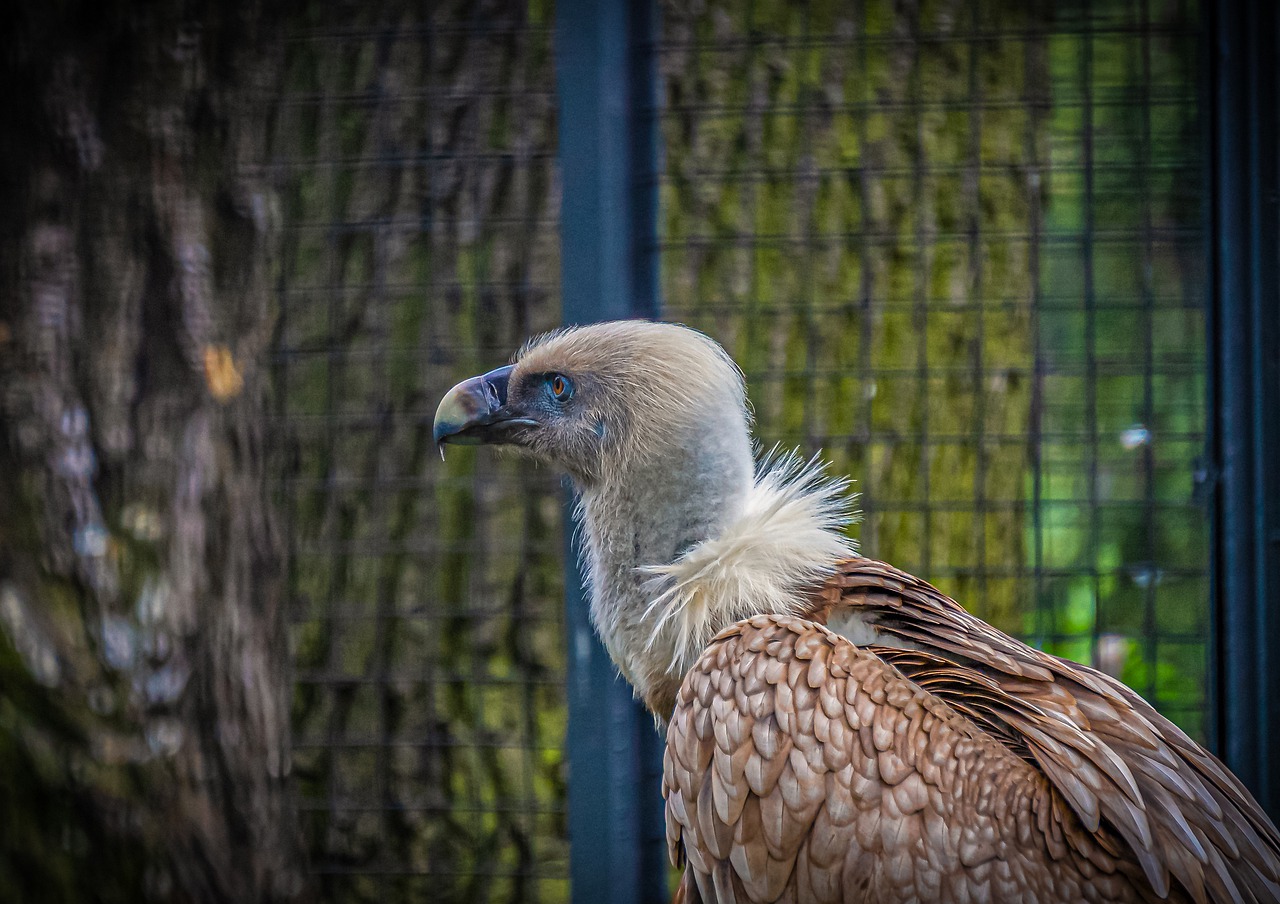 vulture  bird  head free photo